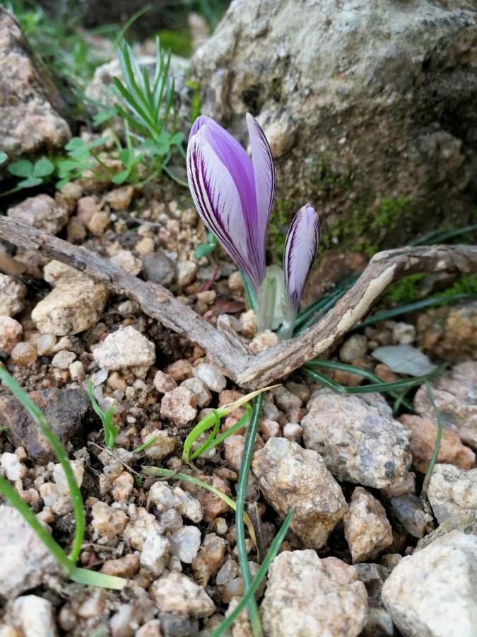 Il Giardino All'Angolo Villacidro Екстериор снимка